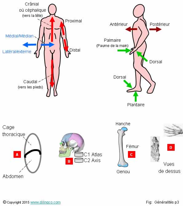 Orientations 