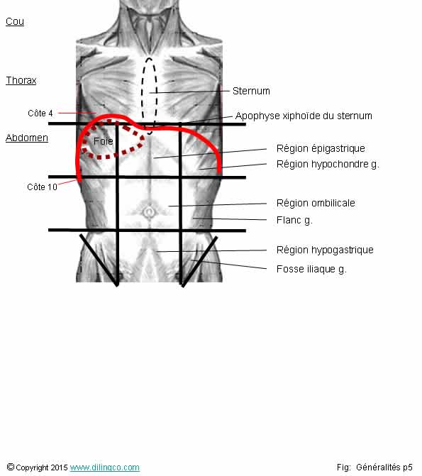 Quadrants abdominaux 