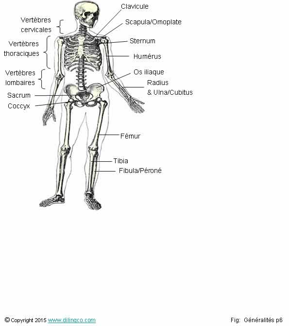 Ostologie. Squelette humain 