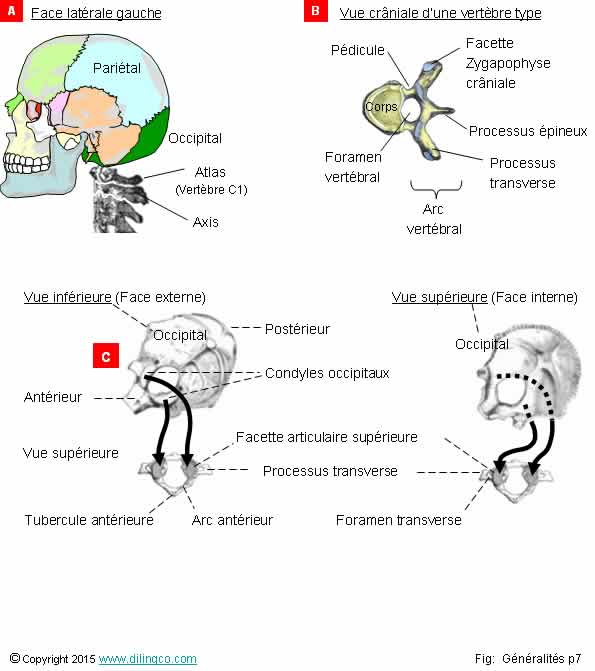 Vues crniales et caudales 