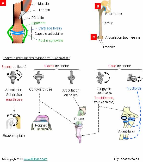 Articulations 