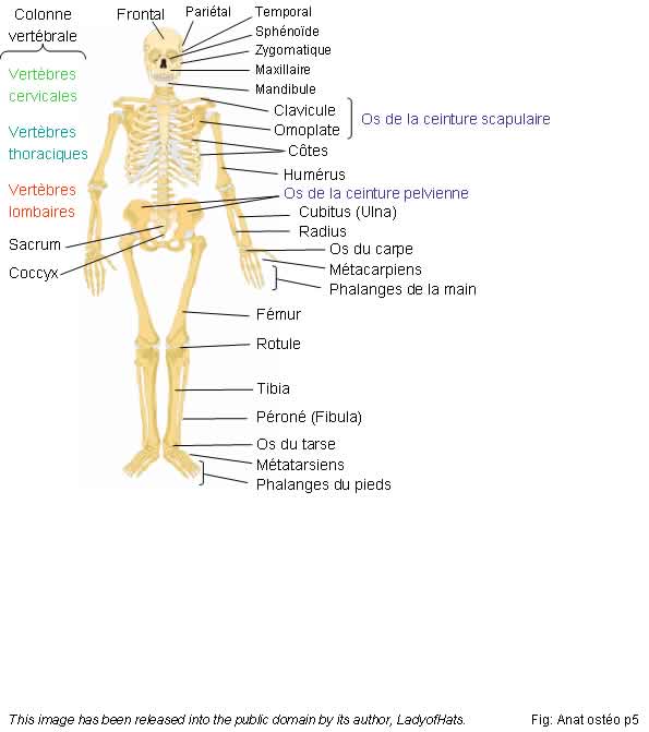 Les quiz sur le corps humain - L'anatomie du squelette humain, vue