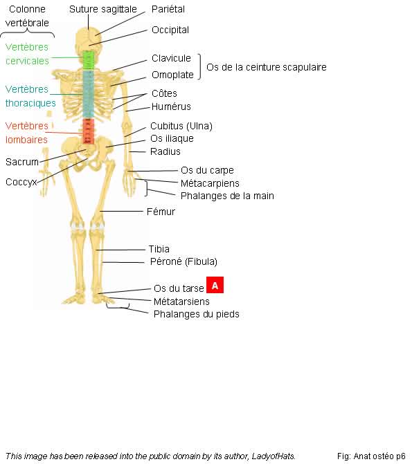 Squelette. Vue postrieure