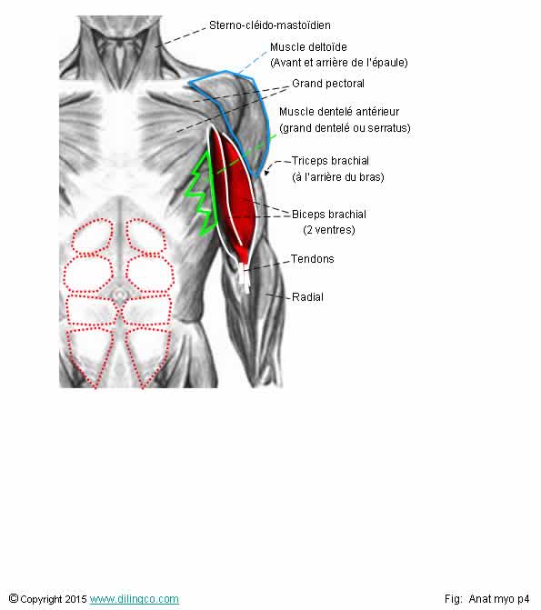 Formes de muscles 