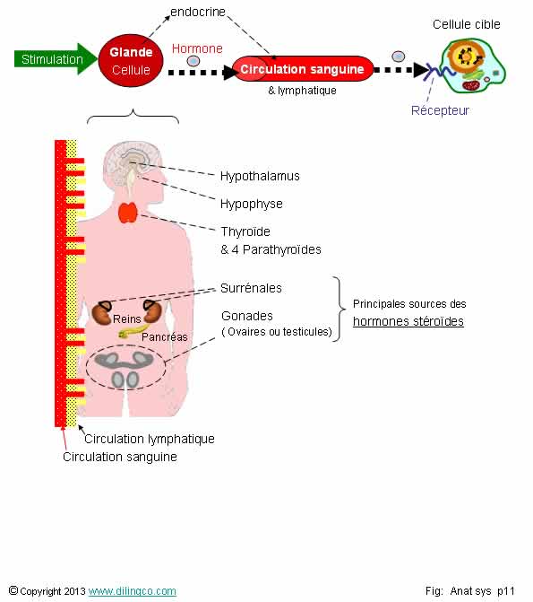 Systme endocrinien