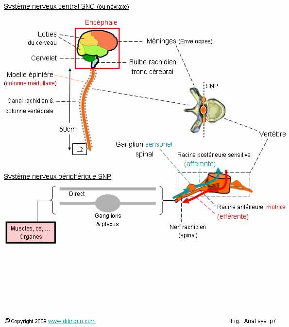 Systme nerveux. SNC & SNP