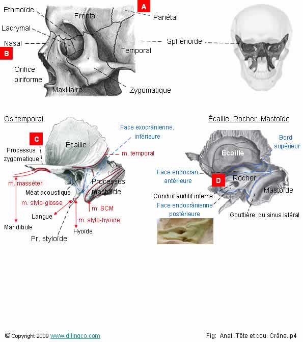 Quiz Anatomie PASS LAS Tests Et Exercices T te Cou