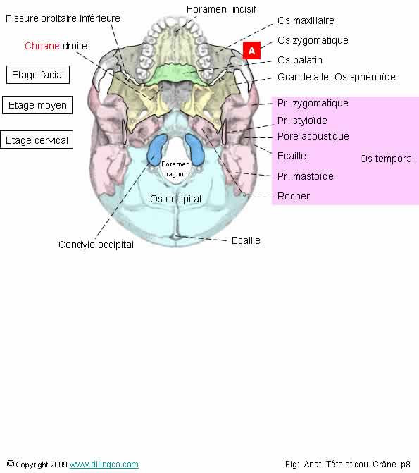 Base externe du crne (Vue caudale) 