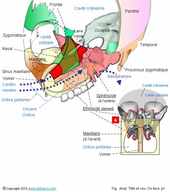 Face osseuse 