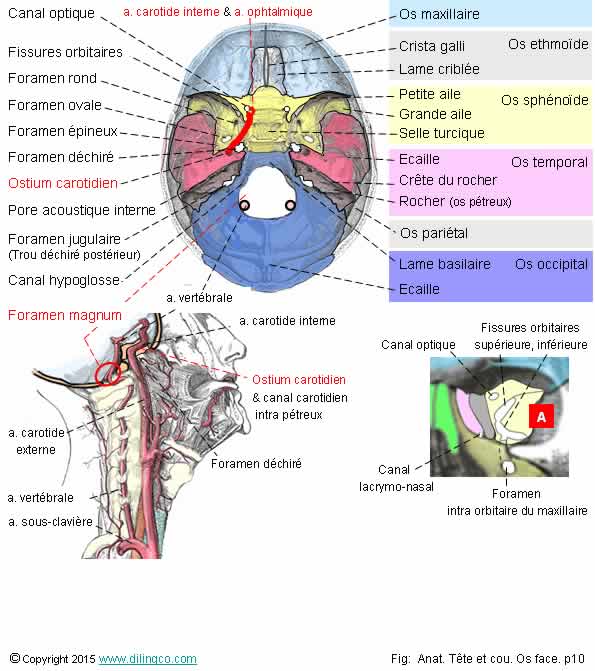 Foramens 