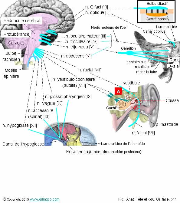 Passages des nerfs crniens 
