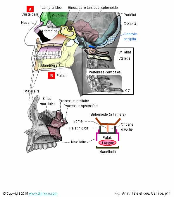 Os tte & vertbres cervicales 