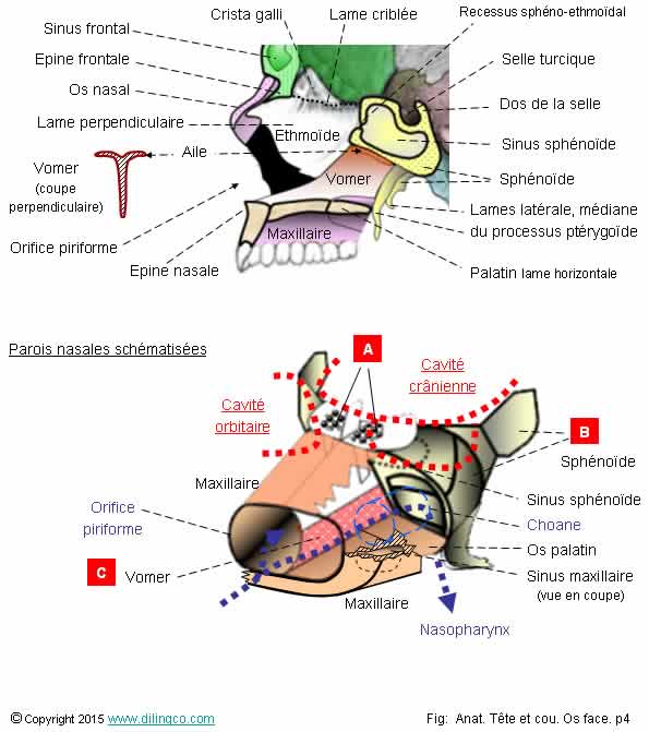 Parois nasales schmatises
