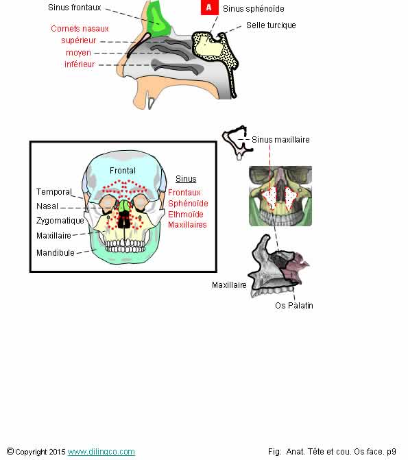 Sinus & cornets nasaux 