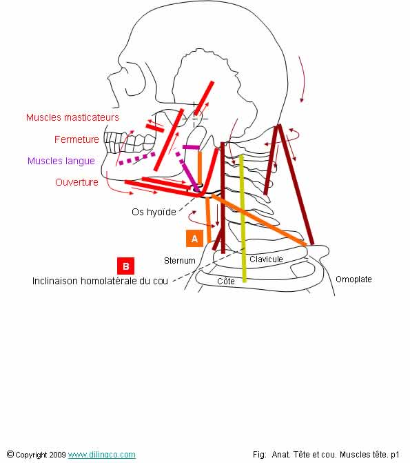 Mcanique musculaire 