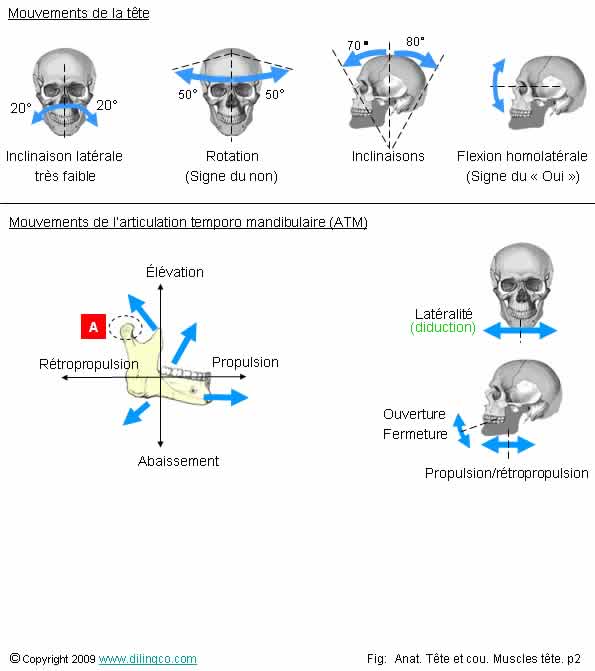Mouvements. Tte et mchoire 