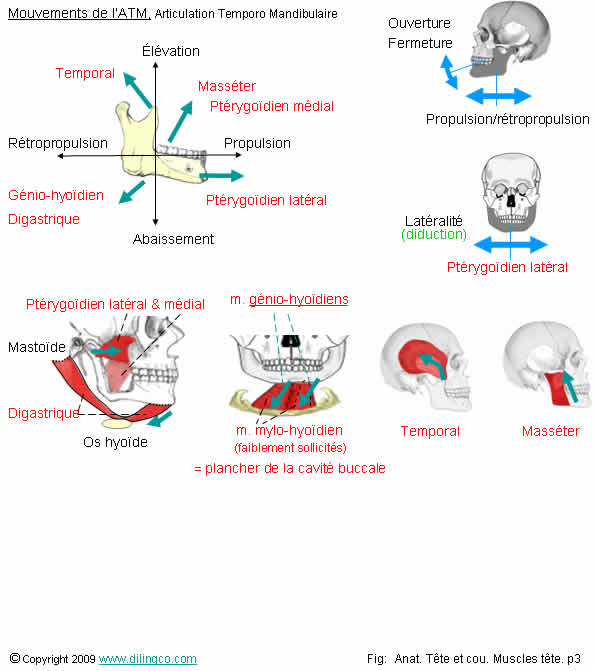 Mouvements de la mchoire 