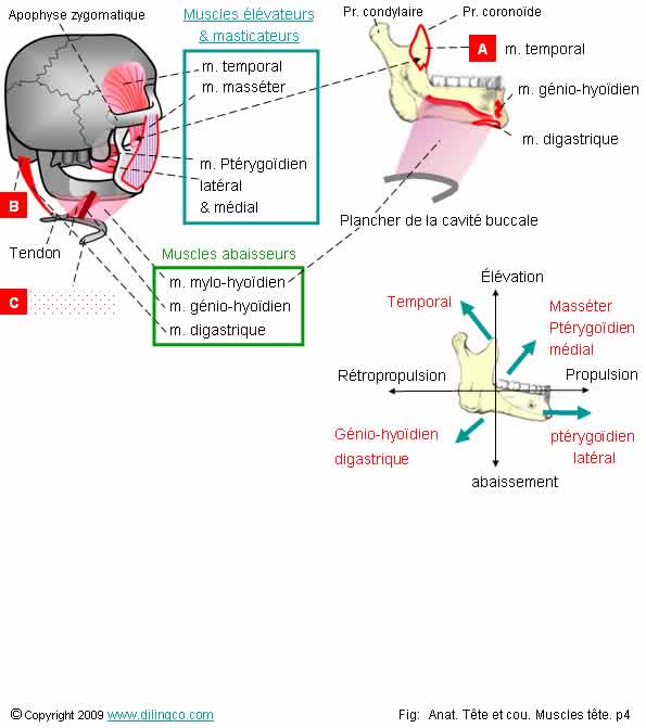 Muscles masticateurs 