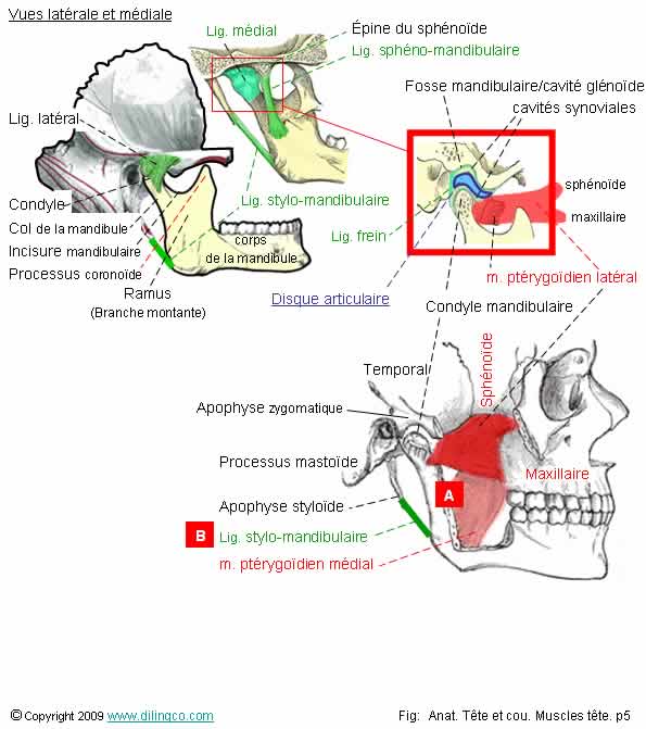 Articulation temporo-mandibulaire 