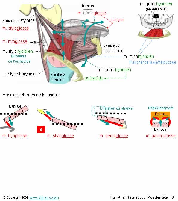 Muscles de la langue 