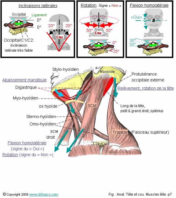 Mouvements du cou et de la tte 