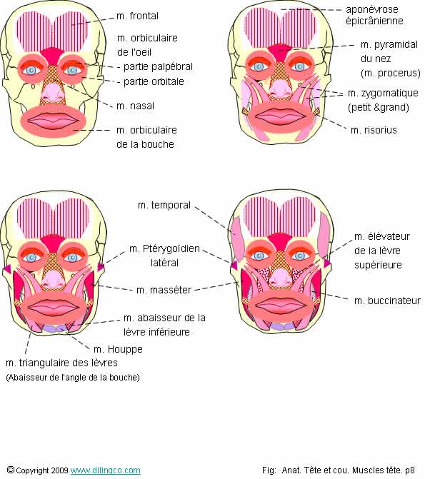 Muscles de la face 