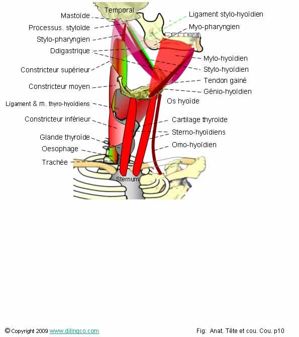 Muscles supra & infra hyodiens 