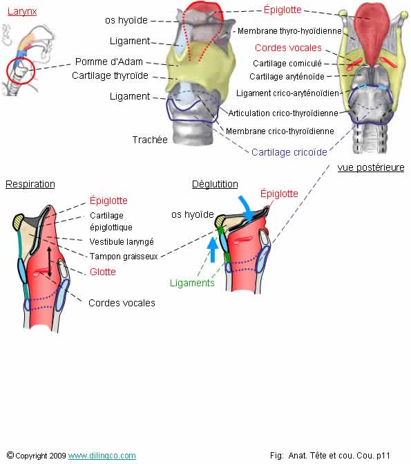 Larynx