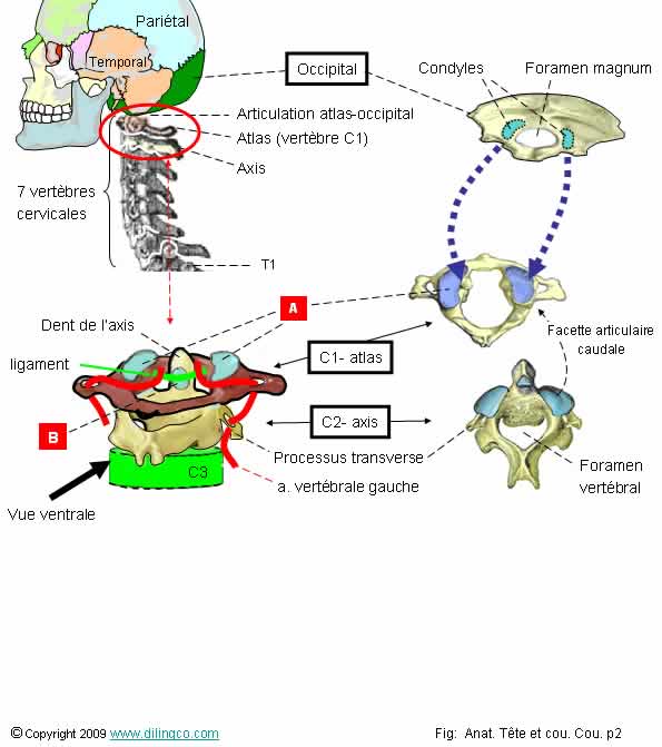 Condyles occipitaux / Atlas 