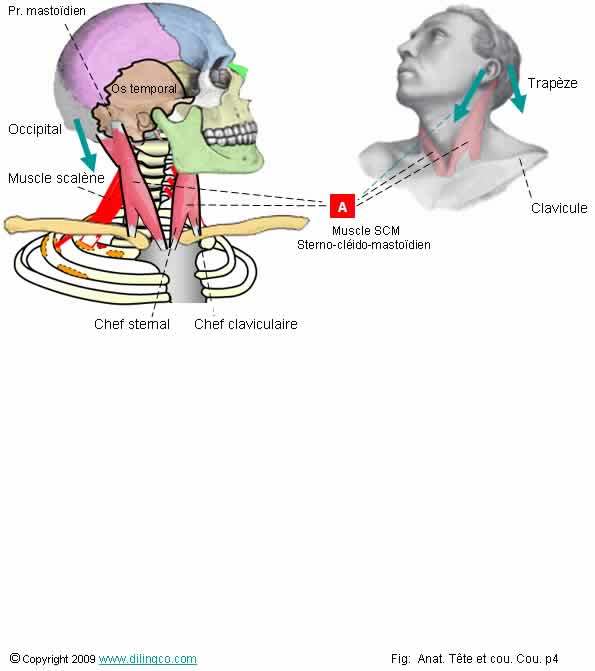 Muscles sterno-clido-mastodiens 