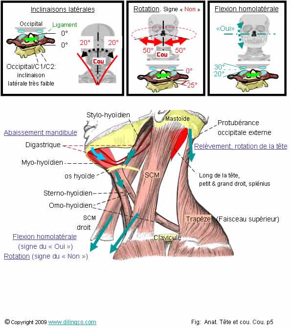 Mouvements du cou et de la tte 