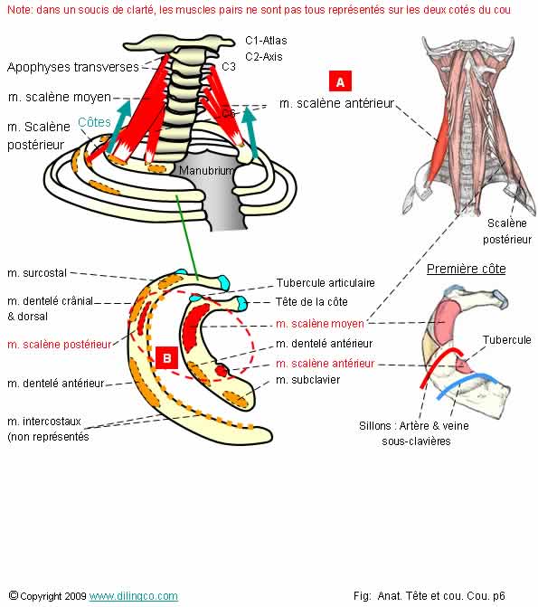 Muscles scalnes 