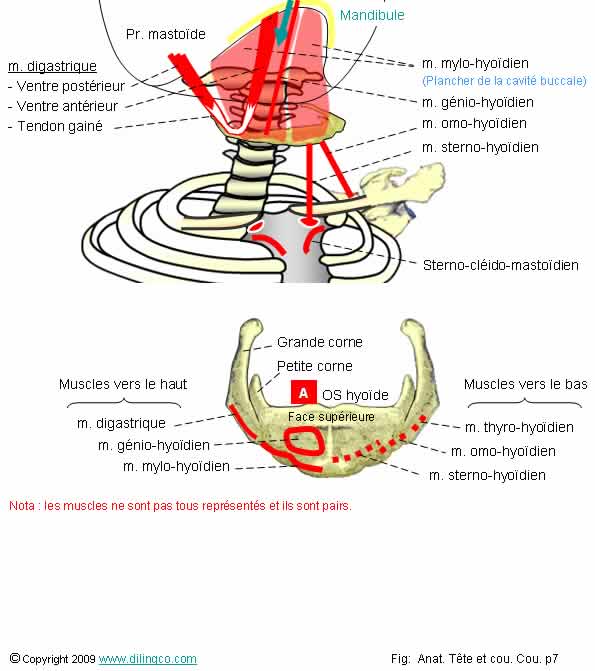 Muscles hyodiens 