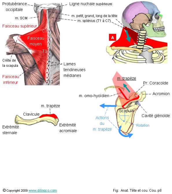 Muscles de la nuque 