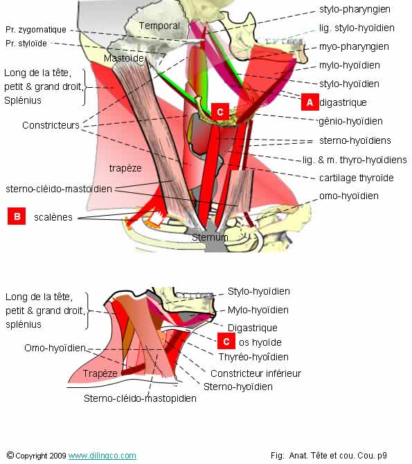 Muscles du cou. Synthse 