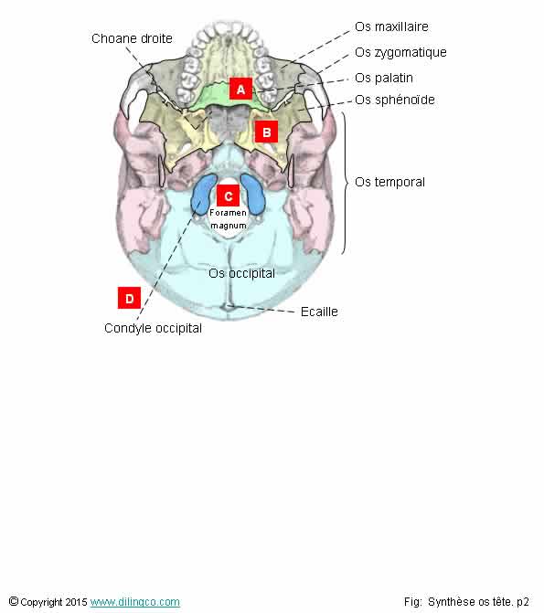 Base externe du crne 