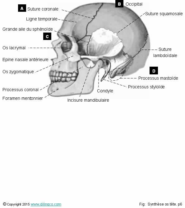 Crne. Sutures & processus 