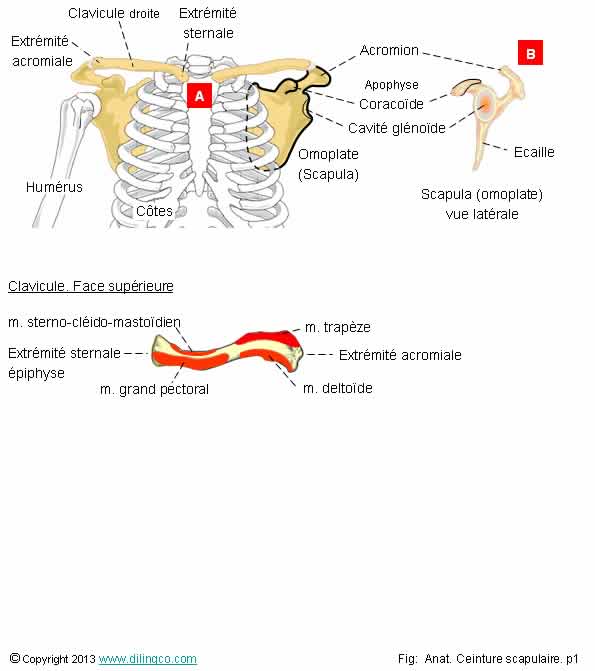 articulation de la ceinture scapulaire