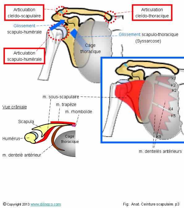 articulation de la ceinture scapulaire