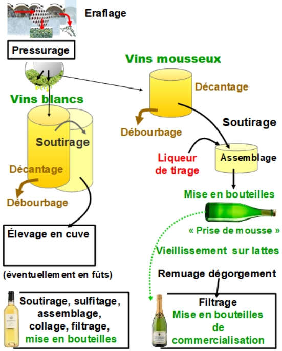 Vinification vins blancs et mousseux 