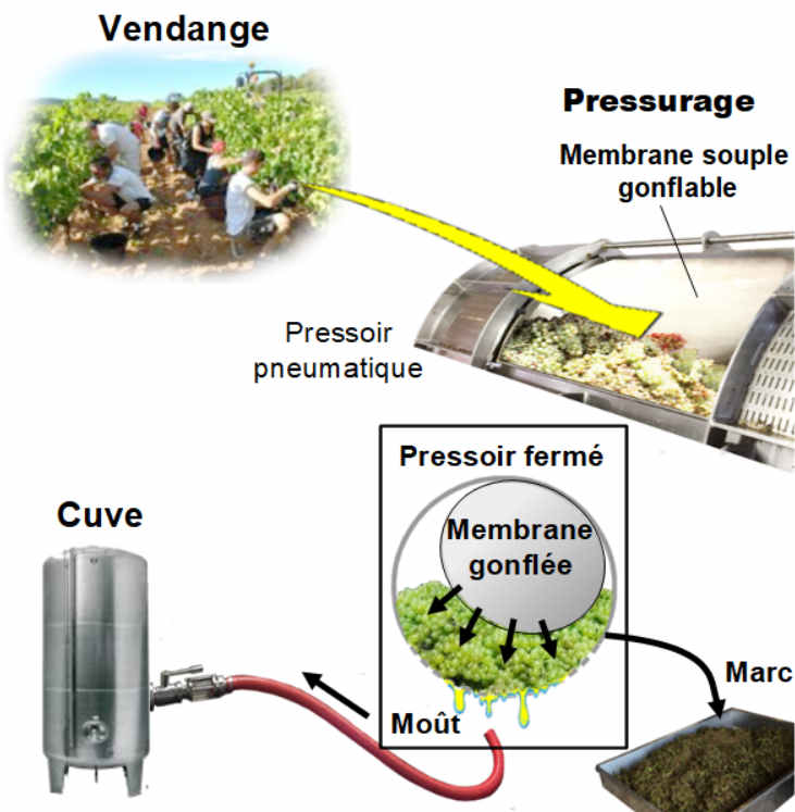 Pressurage direct du raisin 