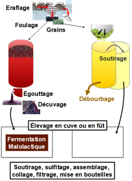 Vinifications rouges et blancs