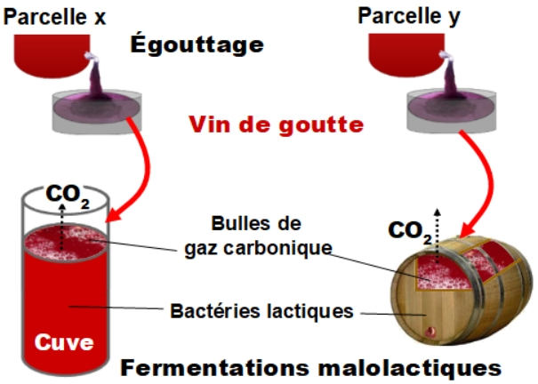 Fermentation malolactique