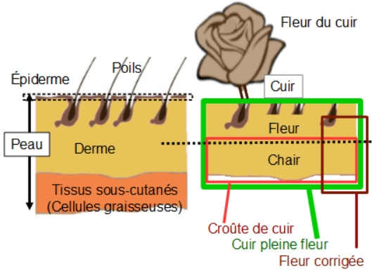 Finissions des cuirs.