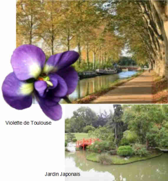 Violette double de Toulouse 